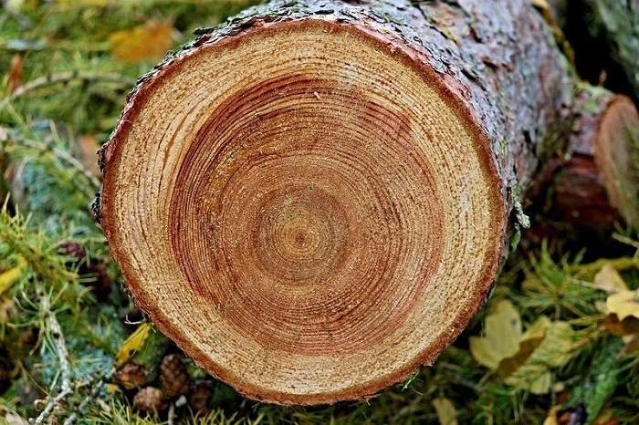 Top 8 loại gỗ tự nhiên làm đồ nội thất tốt nhất