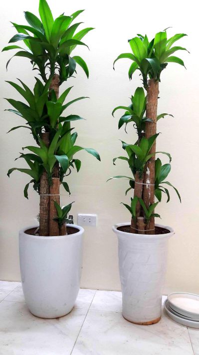 19 Loại Cây Xanh Trong Nhà Dễ Trồng Và Đem Lại Tài Lộc